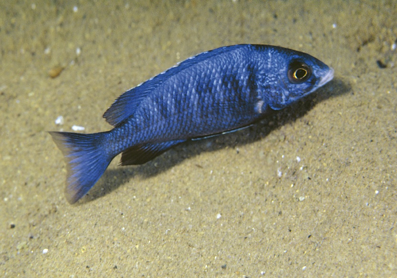 Placidochromis phenochilus 'Mdoka Reef'